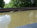Ducks using the Edstone Aqueduct, Stratford-upon-Avon Canal.